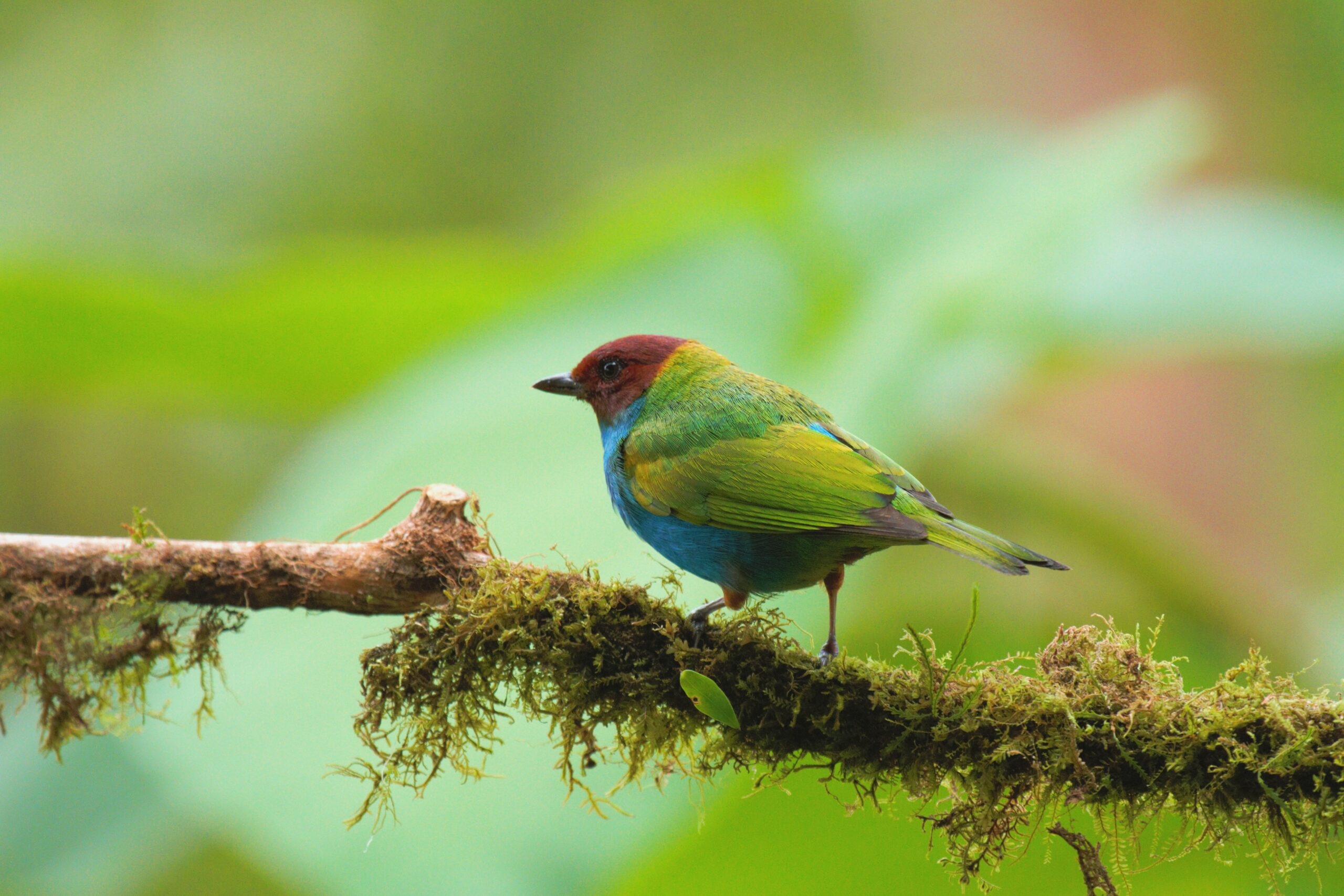 Arenal Birdwatching Tour