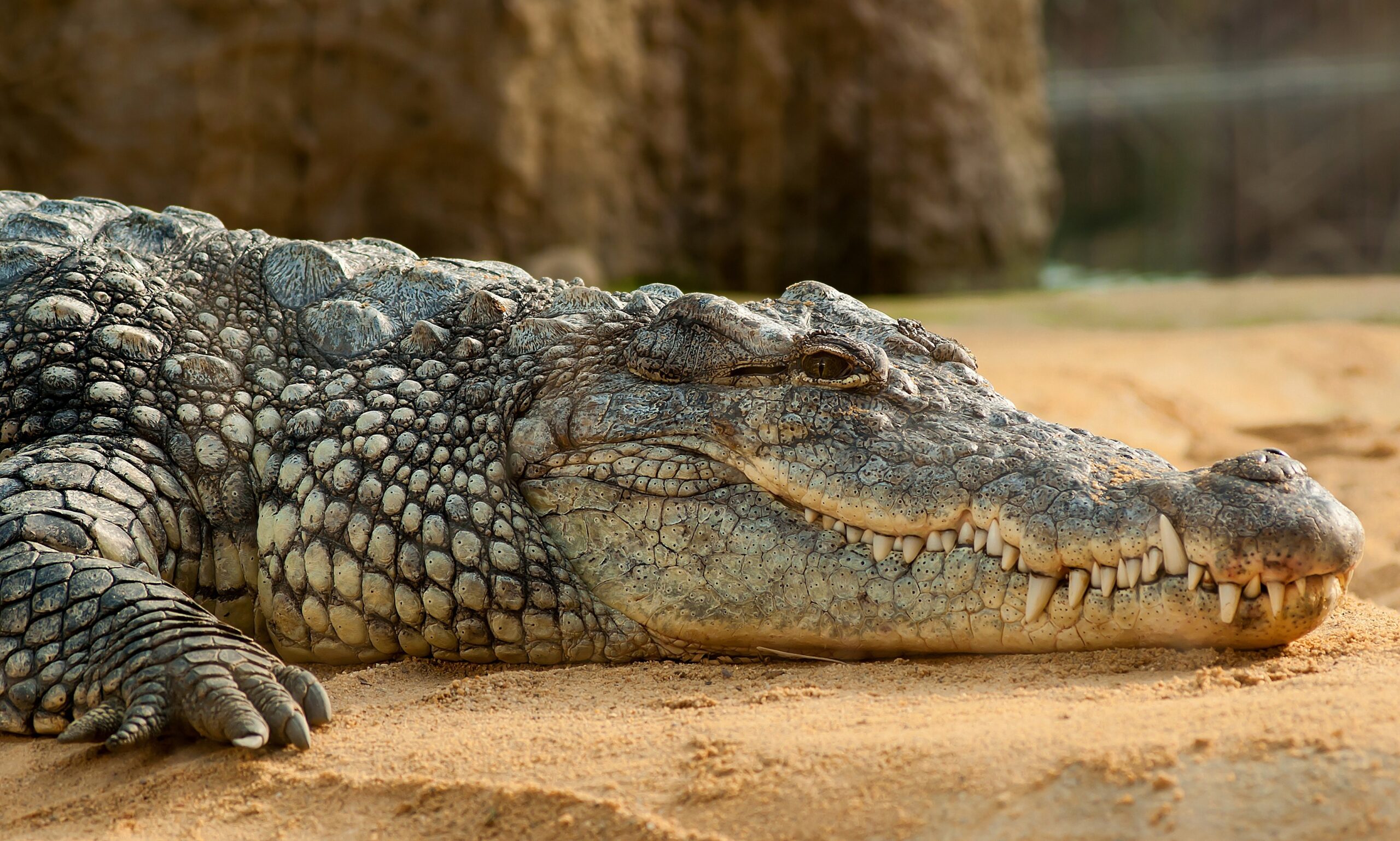 Crocodile River Tour