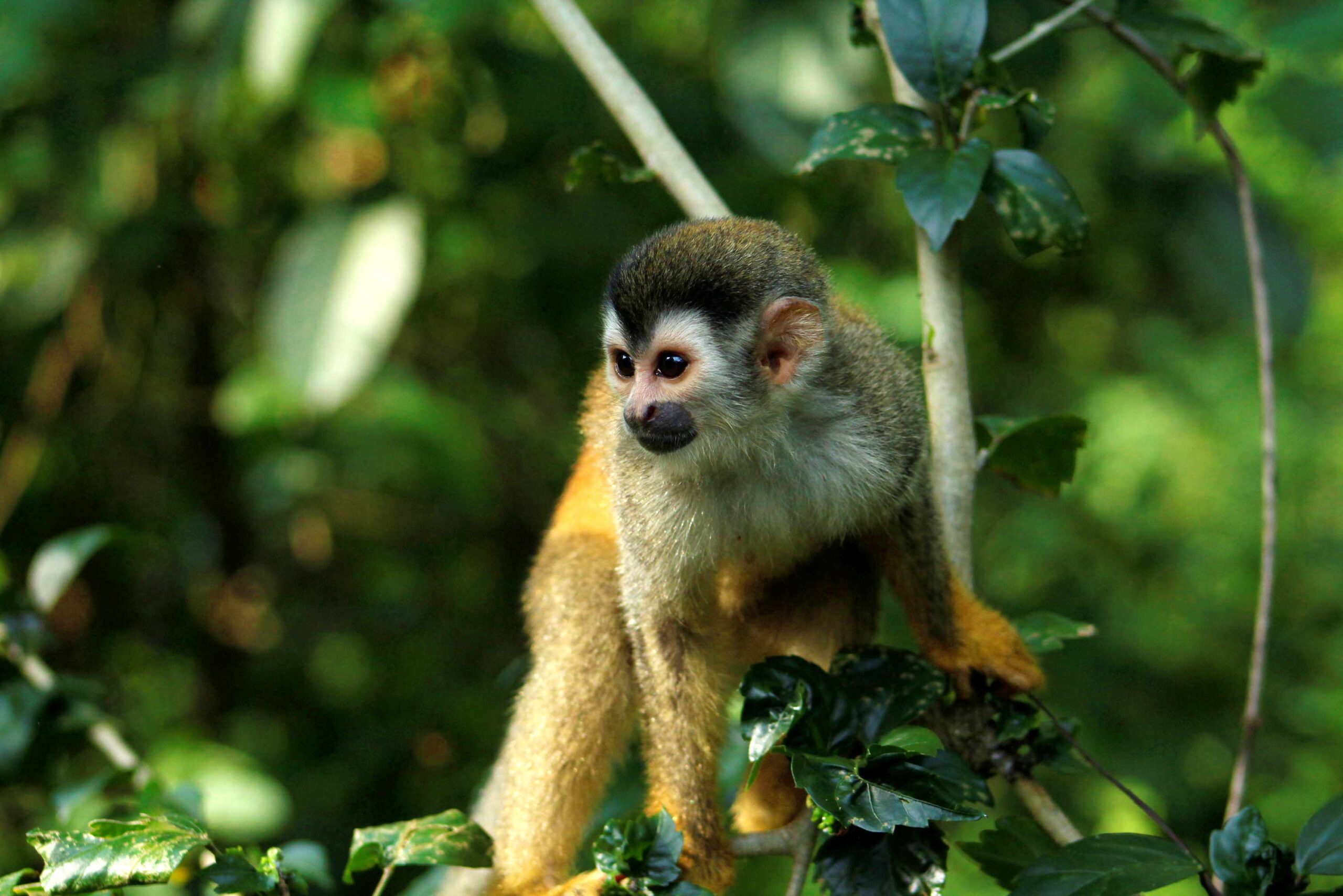 Carara National Park