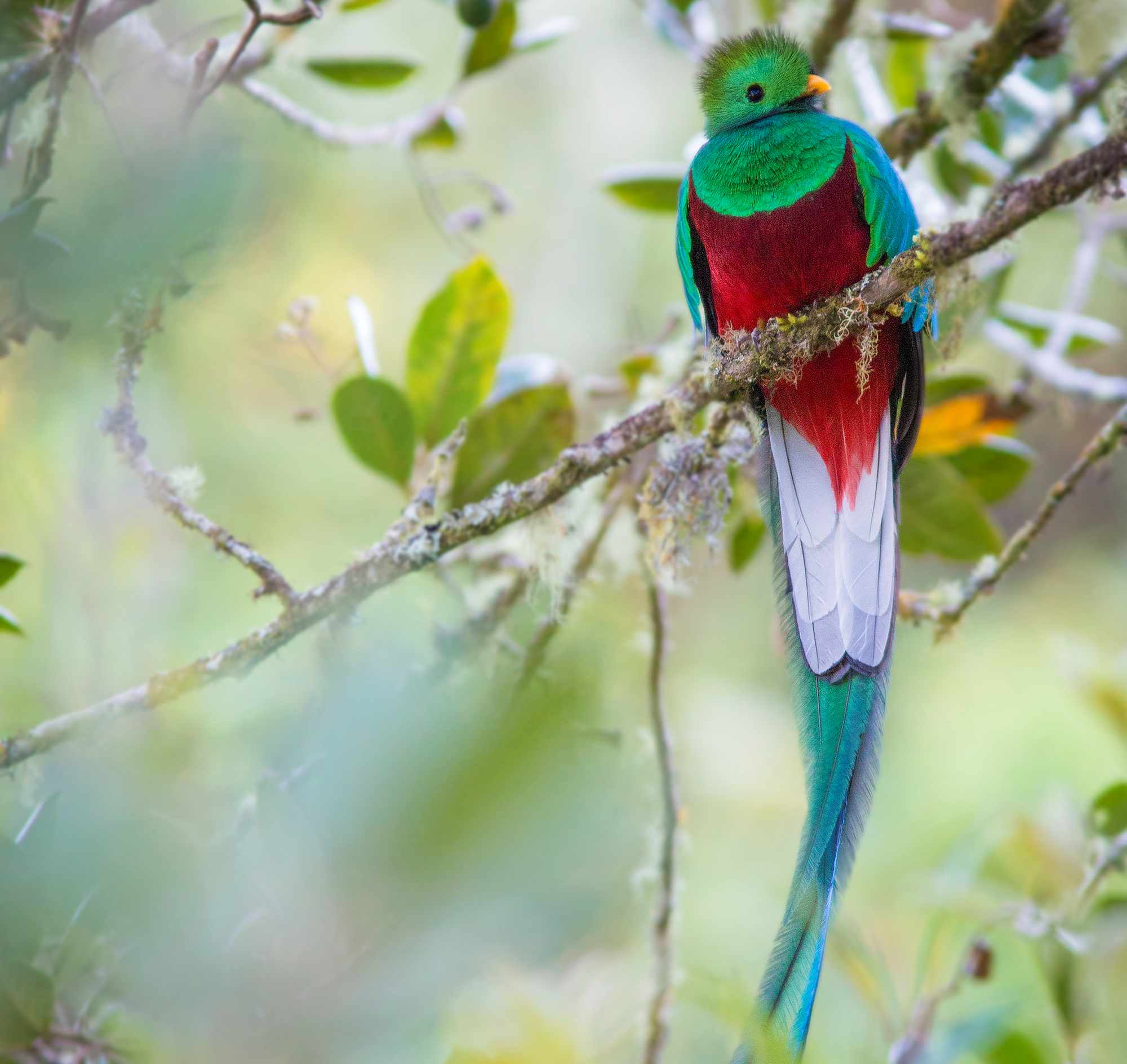 Los Quetzales National Park